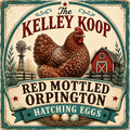 Red Mottled Orpington Hatching Eggs