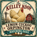Lemon Cuckoo Orpington Hatching Eggs