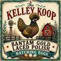 Bantam Gold-Laced Polish Hatching Eggs